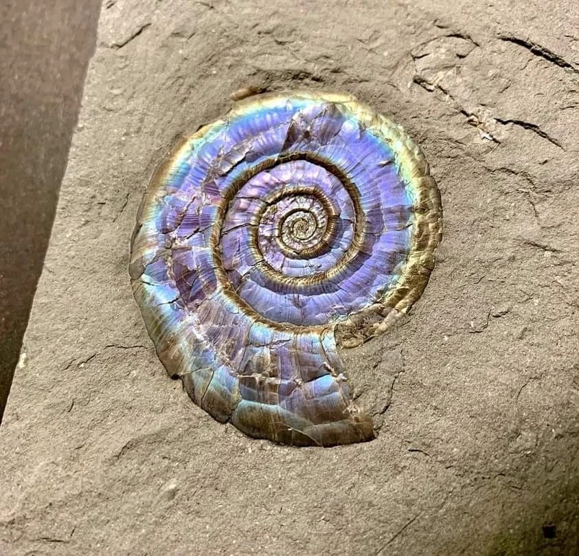 <p><em>На фото: Аммонит</em></p>
