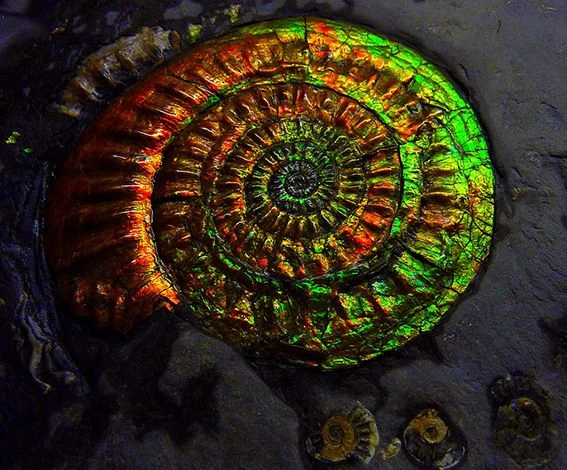 <p><em>На фото: раковина аммонита с аммолитом</em></p>